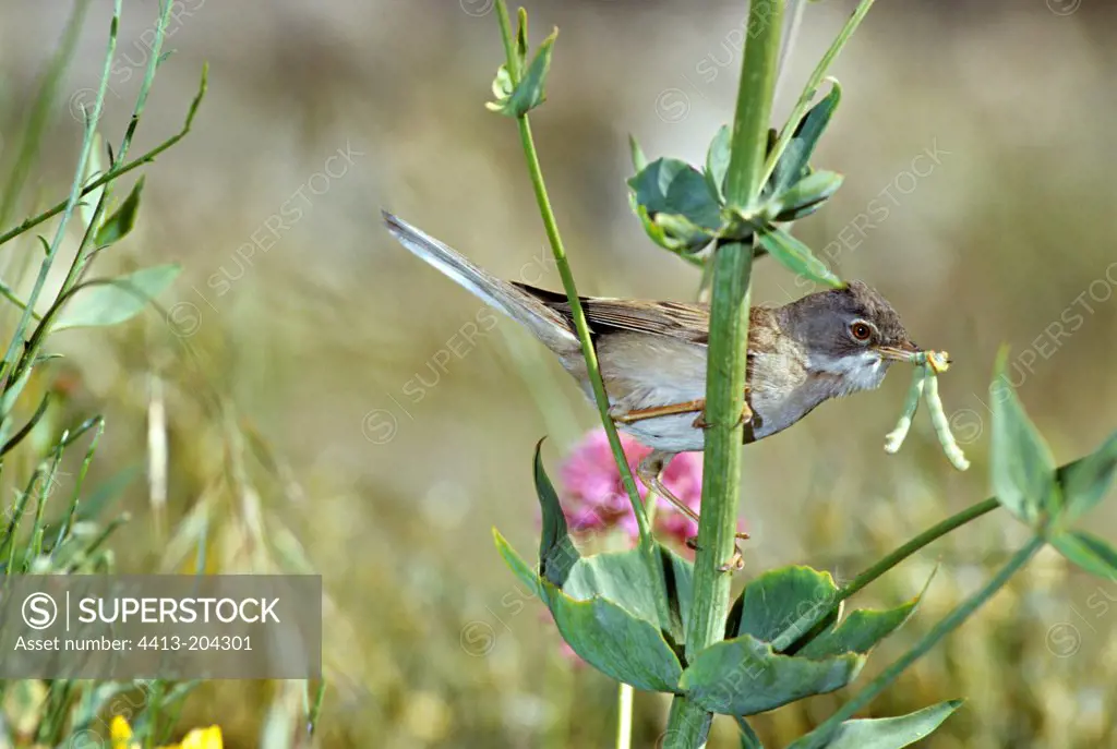 Common Whitethroat male on a stem France