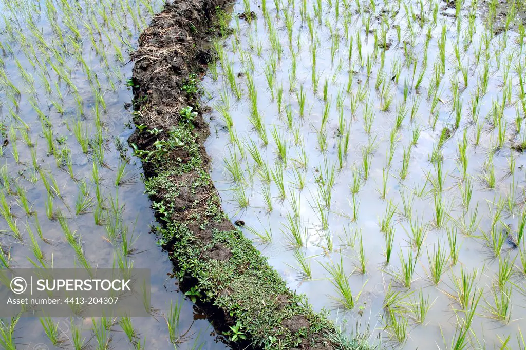 Low wall in earth separating plots of paddy field Madagascar