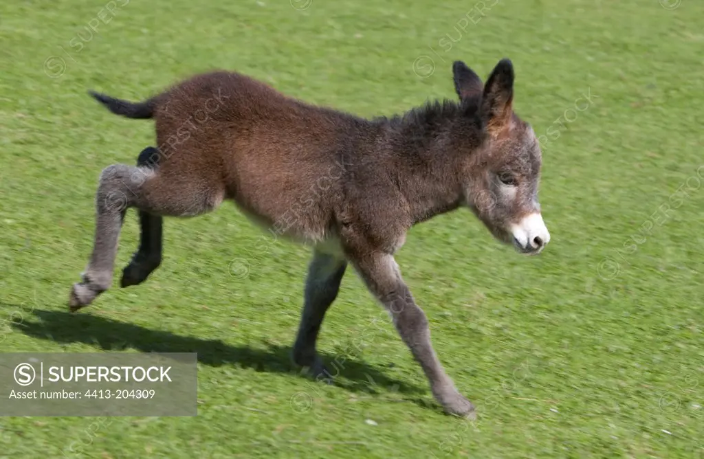 Ass's foal running in grass France