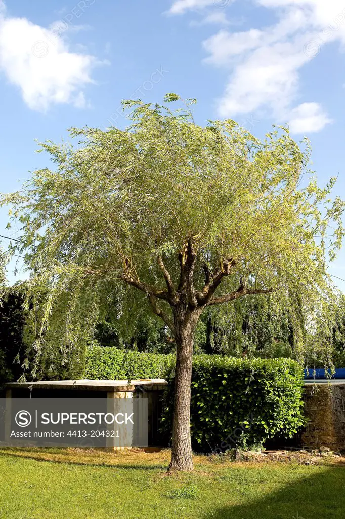Weeping Willow young adorning a garden