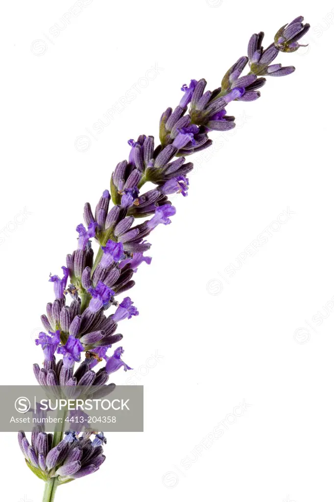 Lavender flowers violet officinale Studio