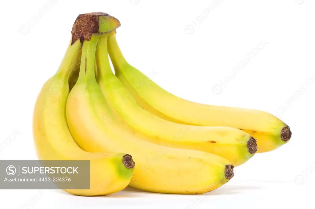 Small regime Bananas marketing for Studio