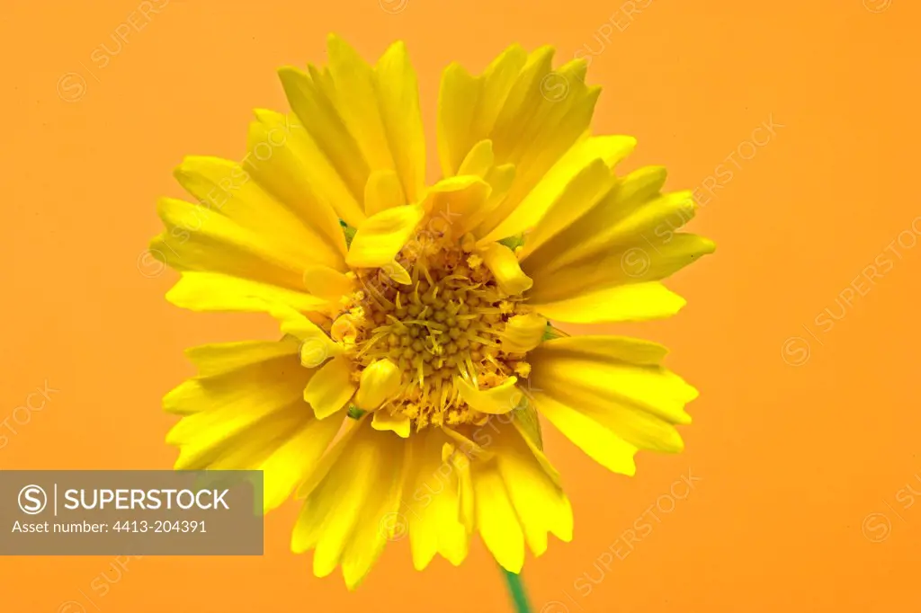 Portrait of a yellow flower Studio