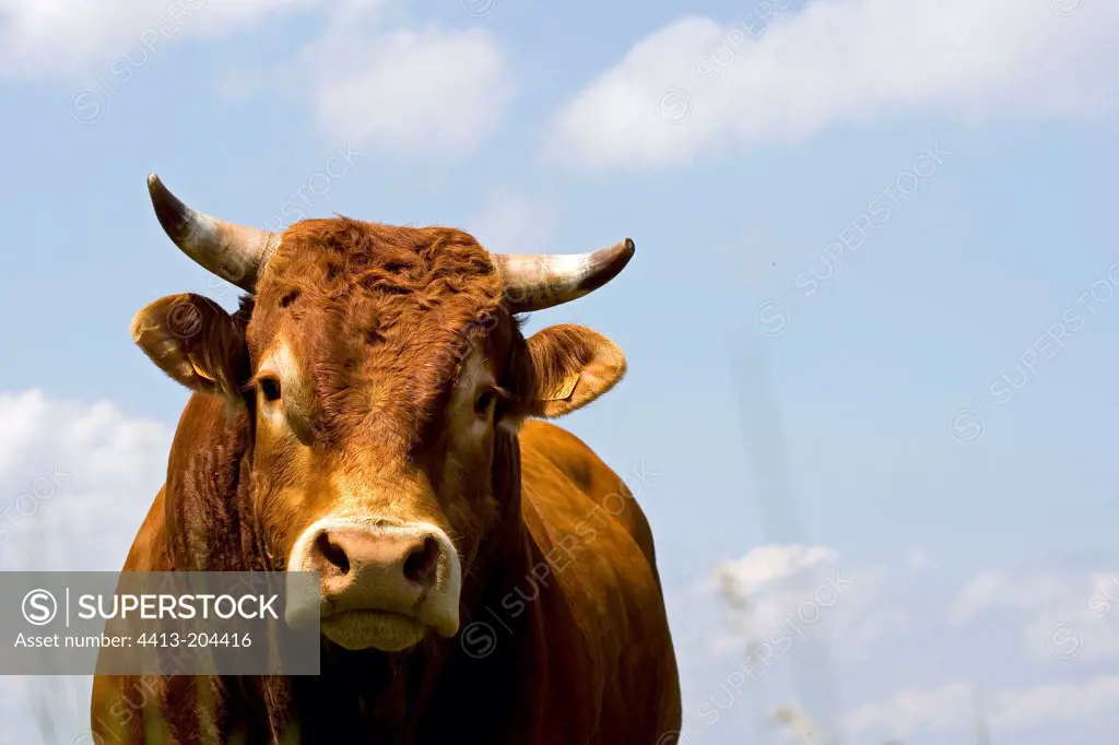 Portrait of a Bull France