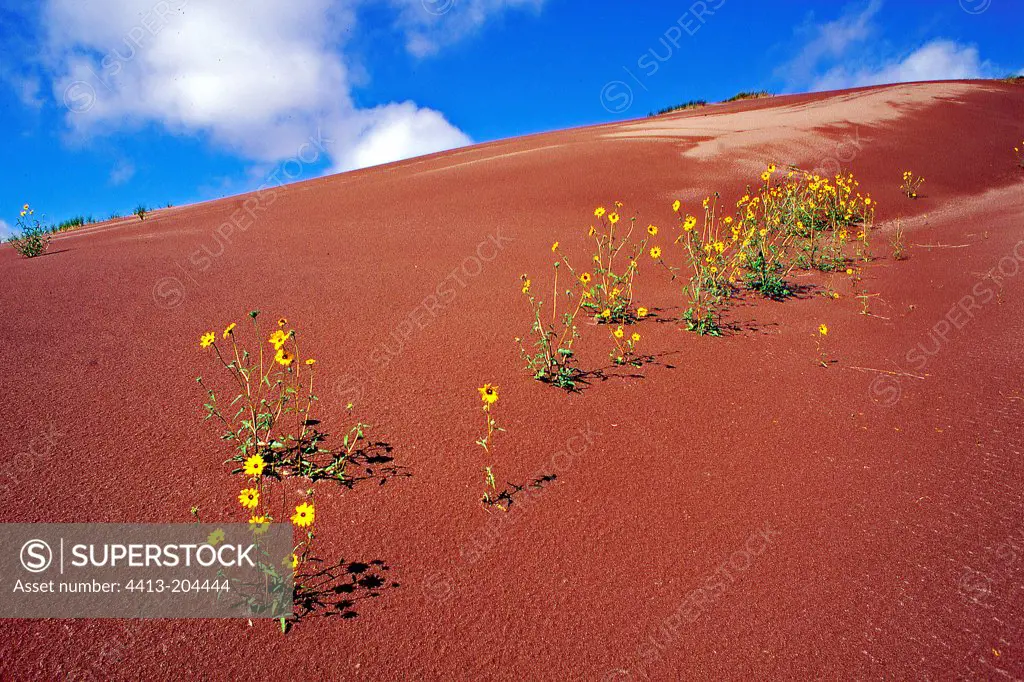 Sunflowers on a red sand dune Colorado USA