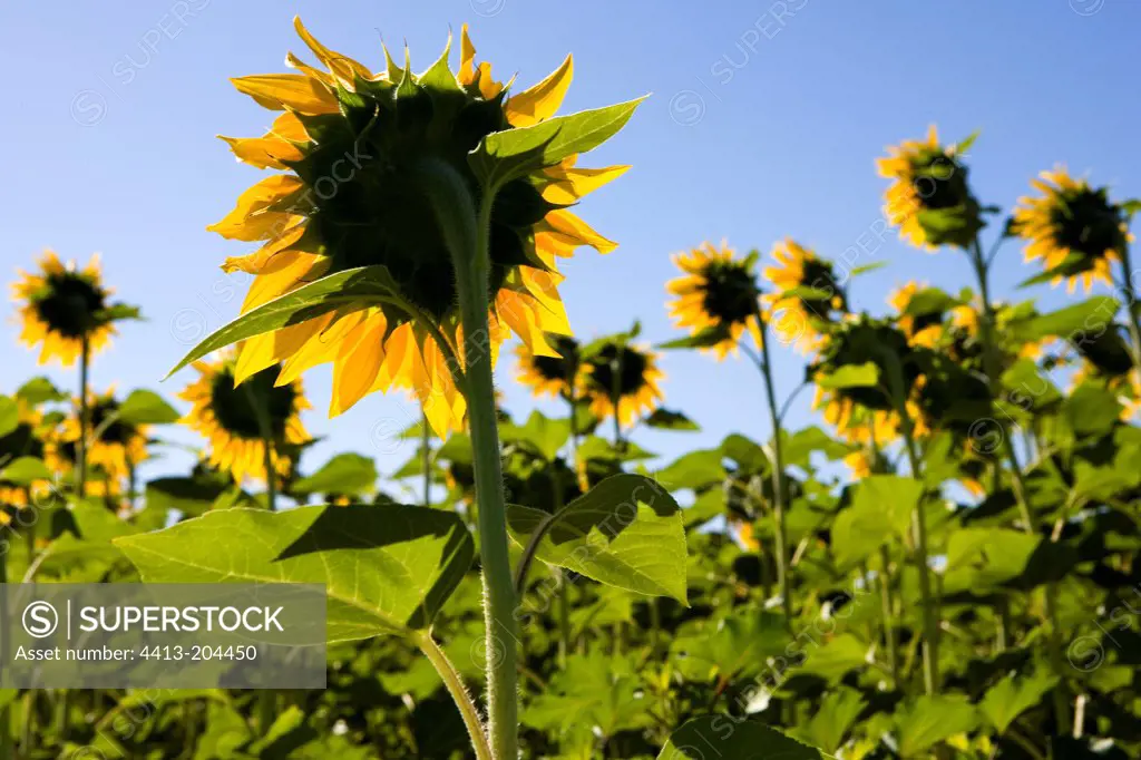Flower sunflower backdrop of blue sky Provence France