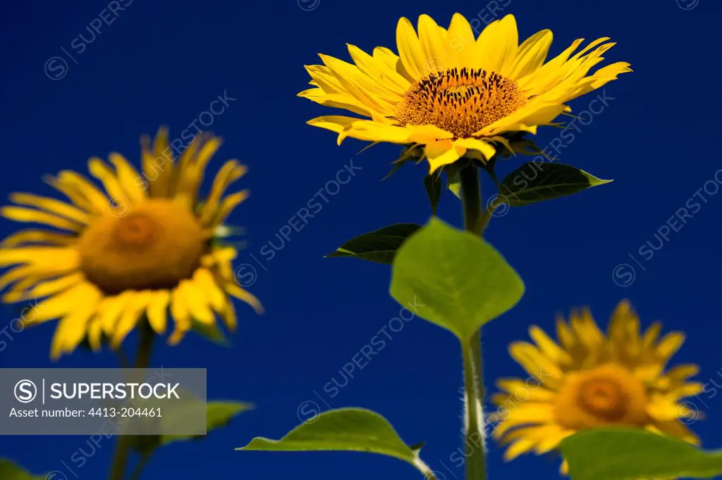 Flower sunflower backdrop of blue sky Provence France