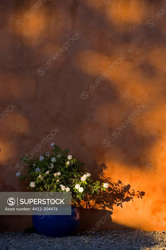 Rosier white flower pot in front of a wall ocher France