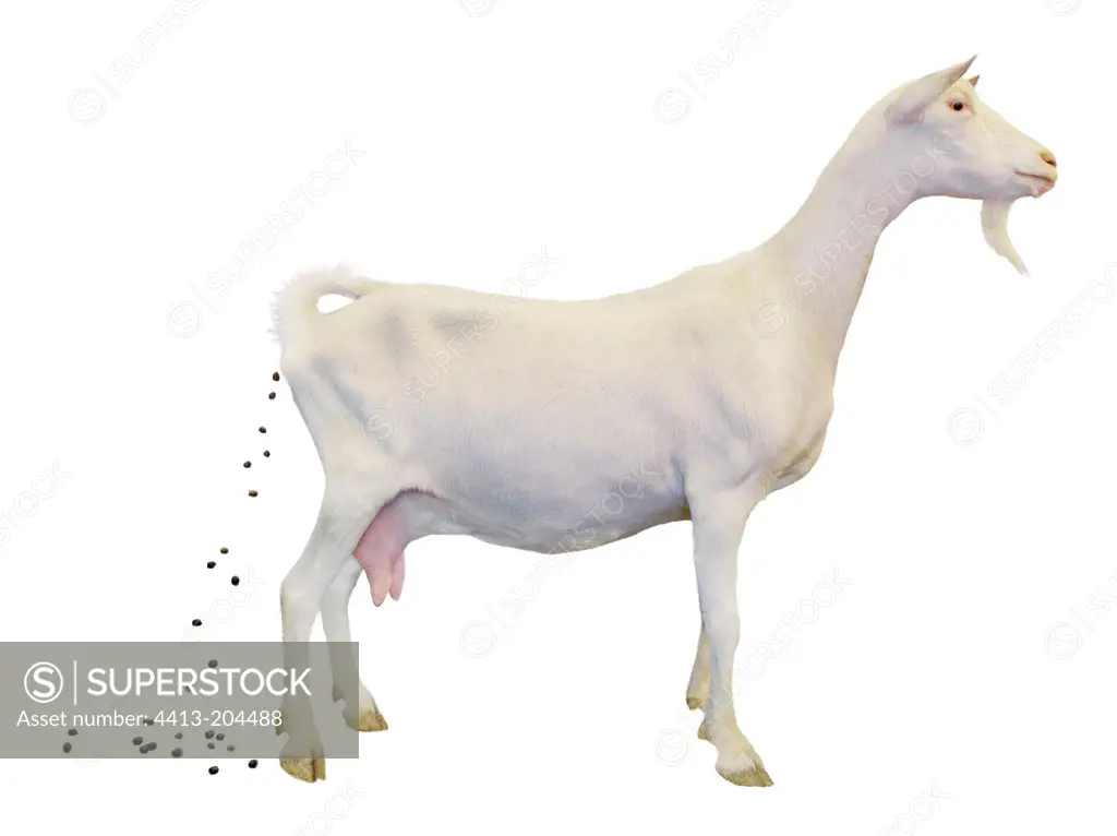 Saanen goat defecating on white background