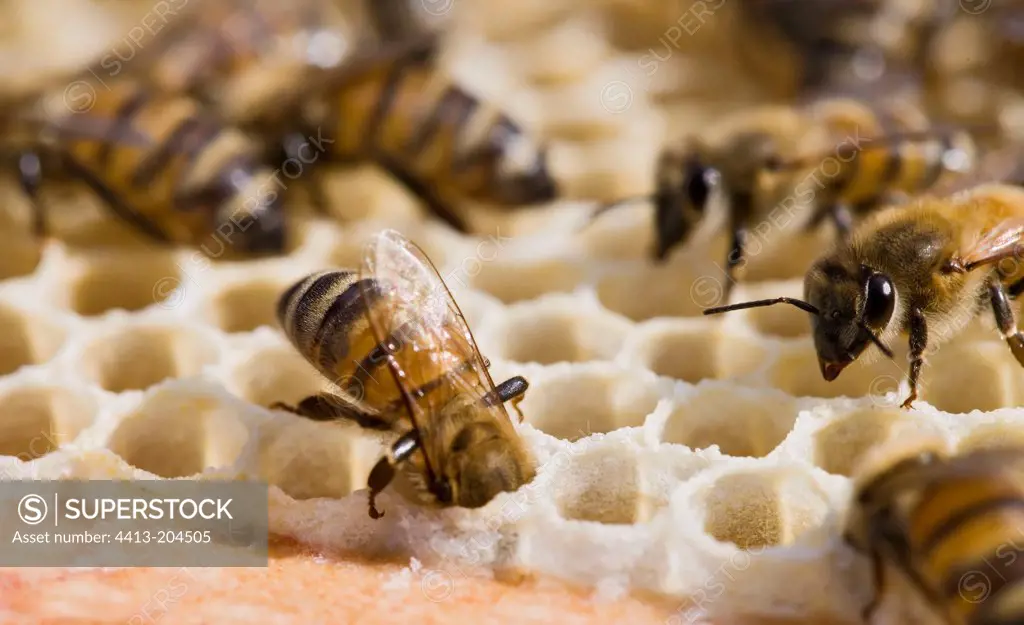 Bees ventilating alvoeles with their wings France