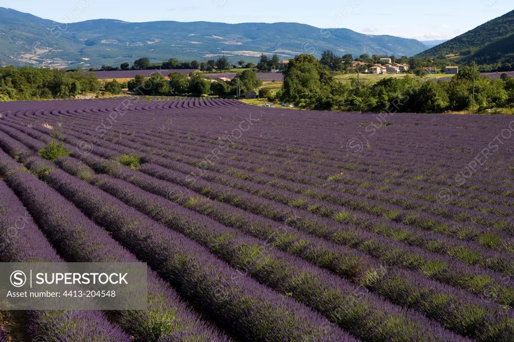 Cultures lavender Plateau Sault Provence France