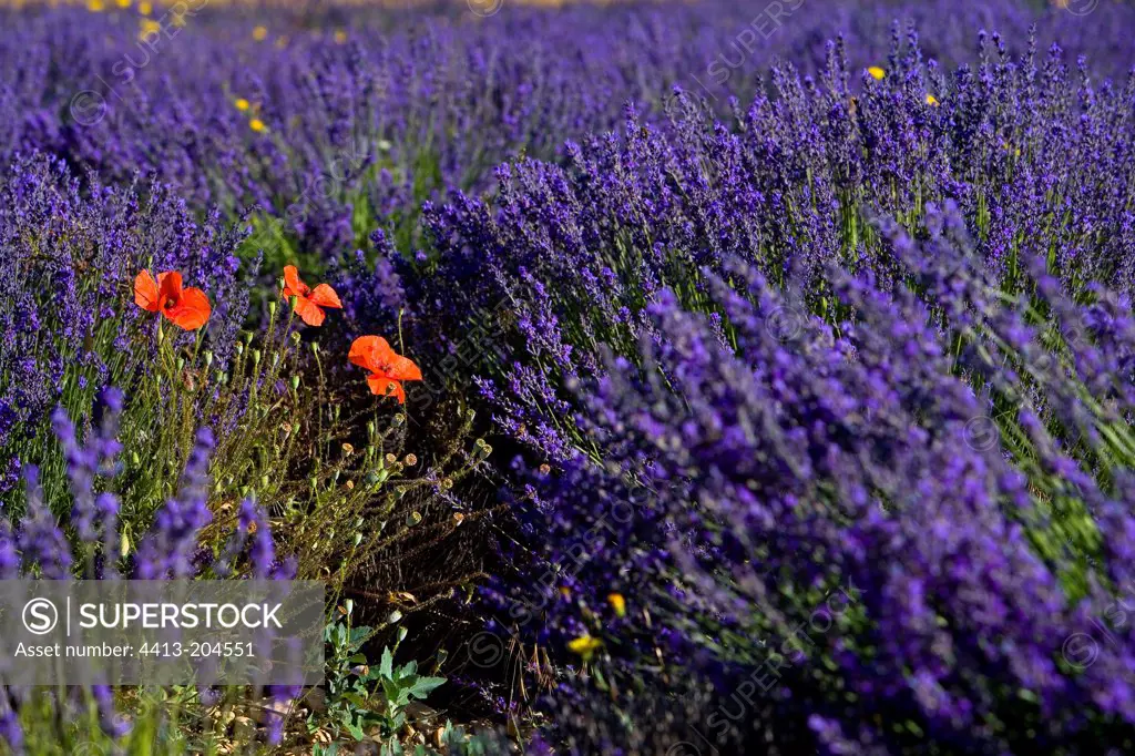Poppies in lavender Plateau Sault Provence France
