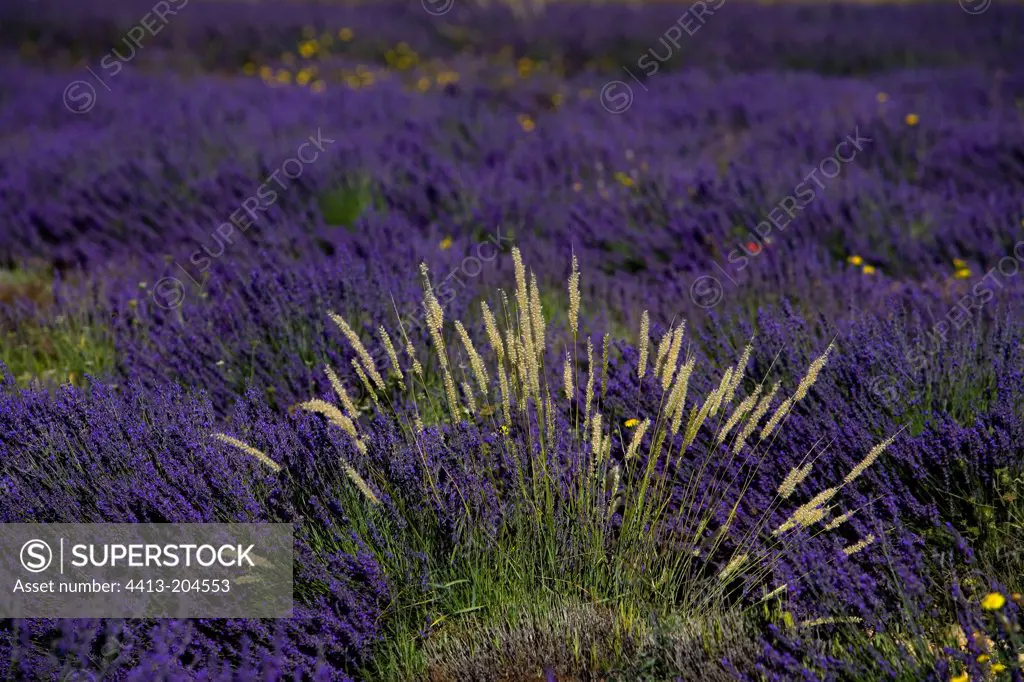 Grasses in lavender Plateau Sault Provence France