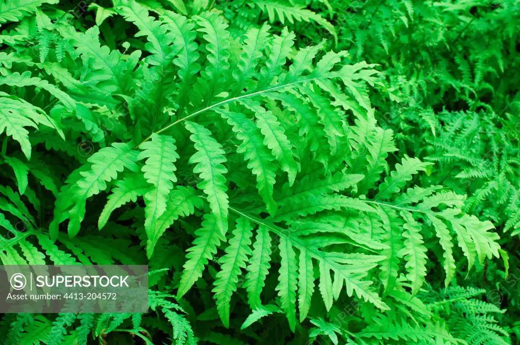 Leaves of sensitive fern