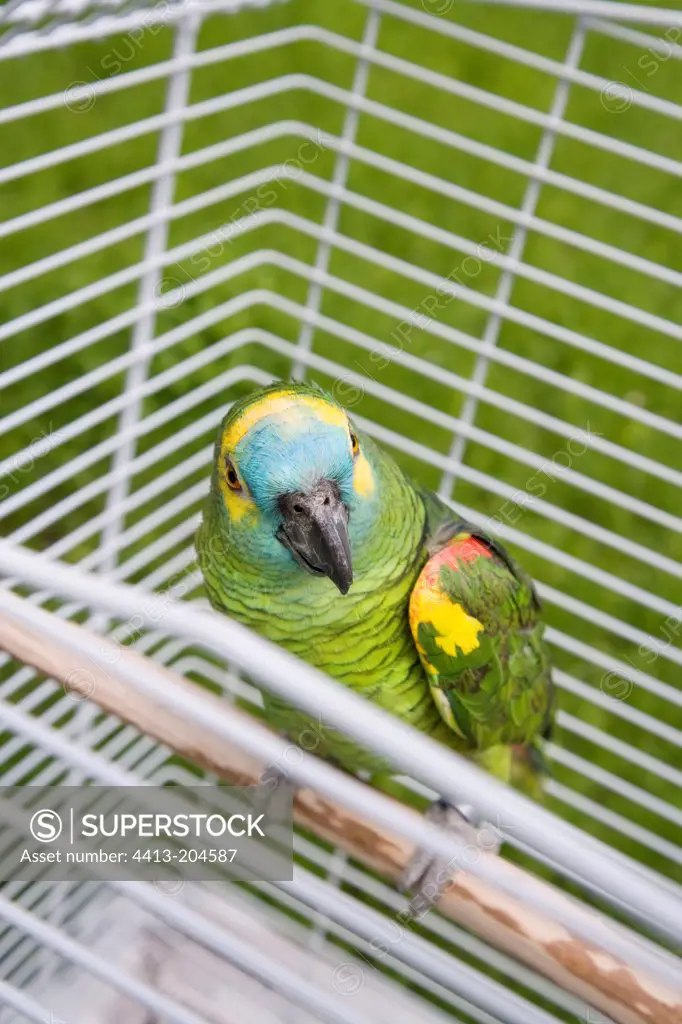 Blue-fronted parrot in a cage France