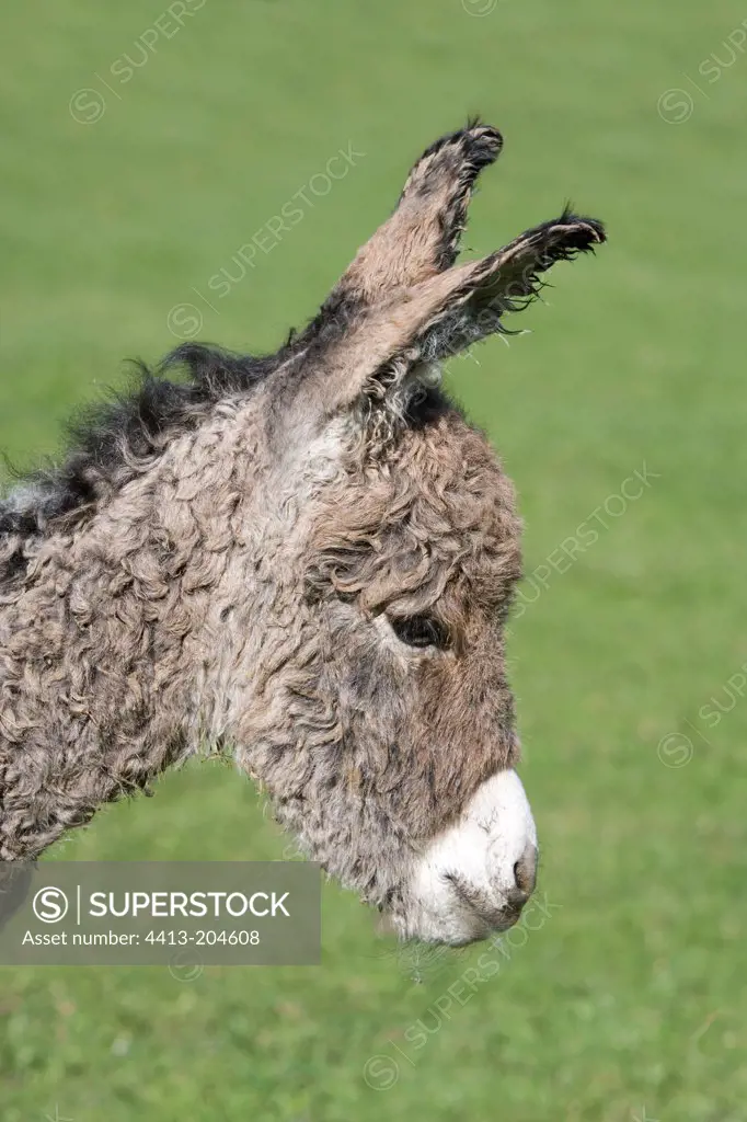 Portrait of a grey ass's foal France