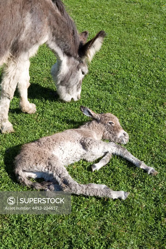 Grey ass's foal lying down near its mother in grass France