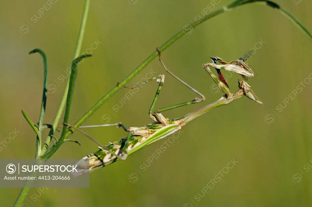 Mantis religiosa eating a fly on an herb France