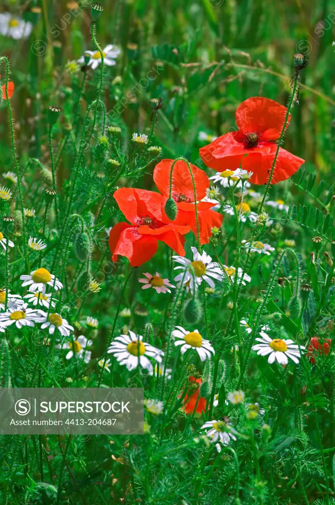 Corn poppies and Lawndaisies in a meadow