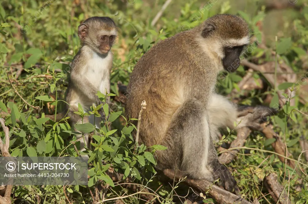 Green monkey female andits young in a tree Samburu NP Kenya