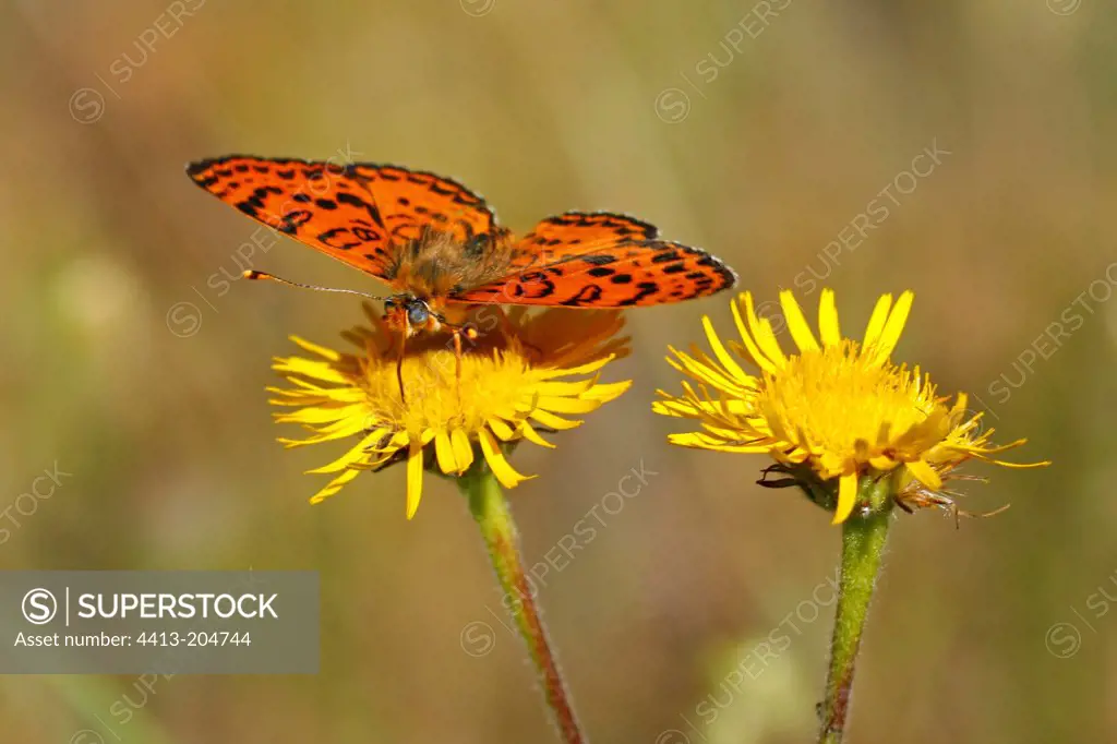 Fritillary gathering nectar on a yellow flower in the spring