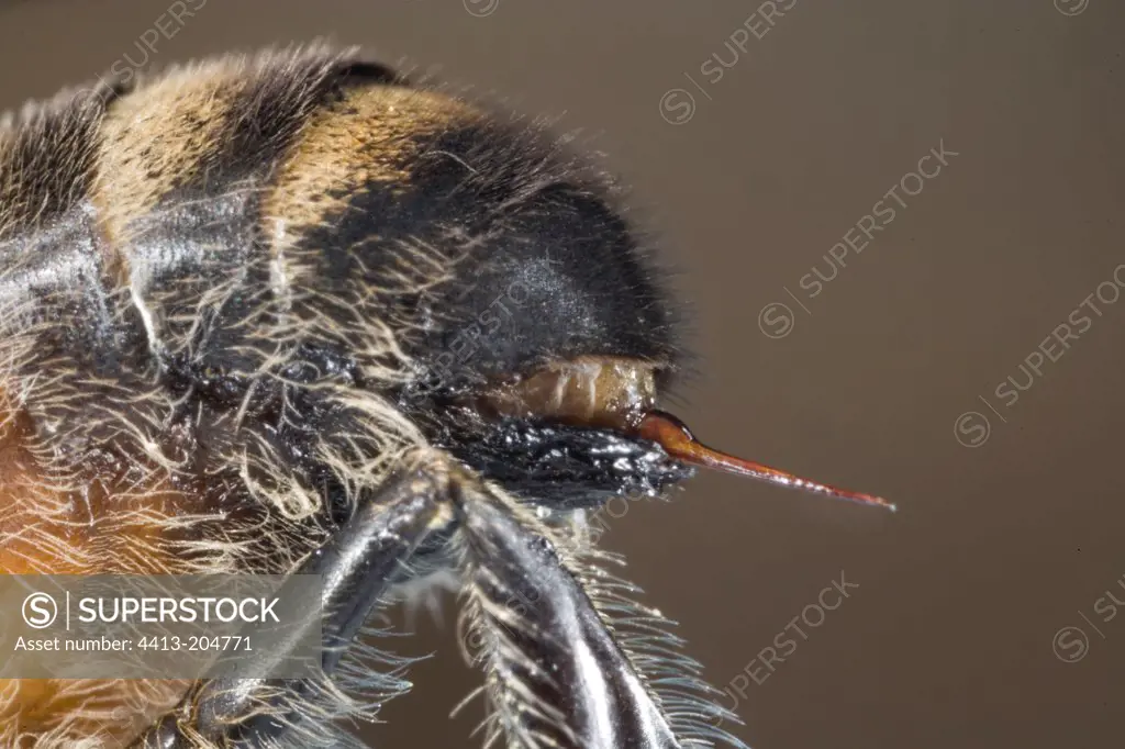 Bee stinger in close-up France