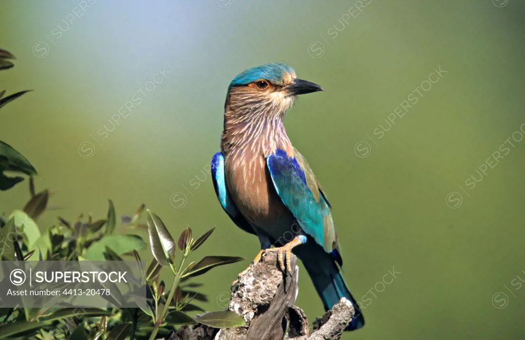 Indian Roller posed on a branch India