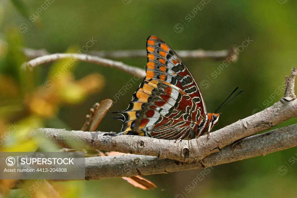 Two-tailed Pasha on a branch France