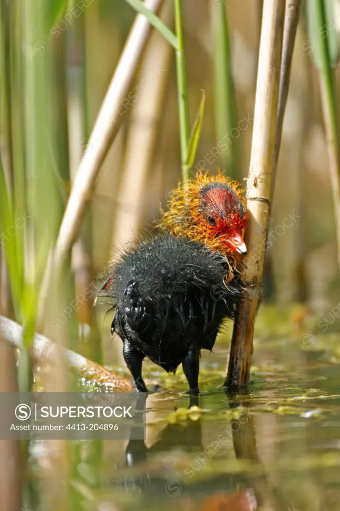 Fledgling Common Coot in a reedbed France