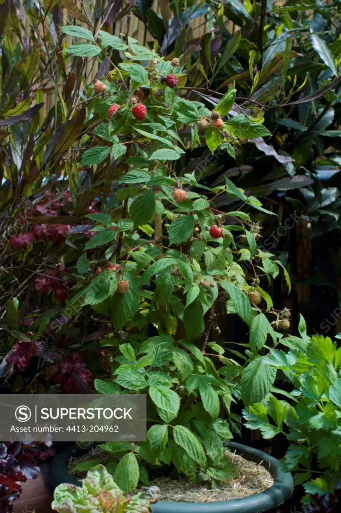 Pot of rasberry on a garden terrace