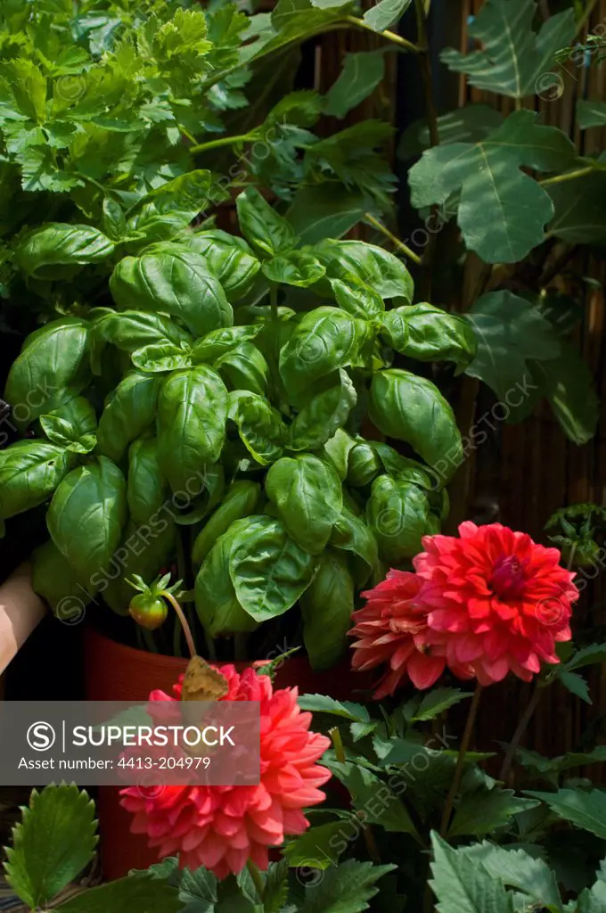 Pot of sweet basil 'Grand Vert' on a flowered garden terrace