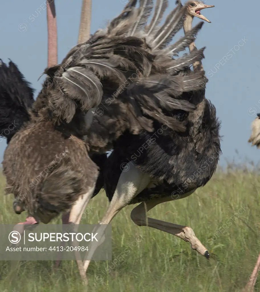 Brawl between Ostriches during courtship behaviour Kenya
