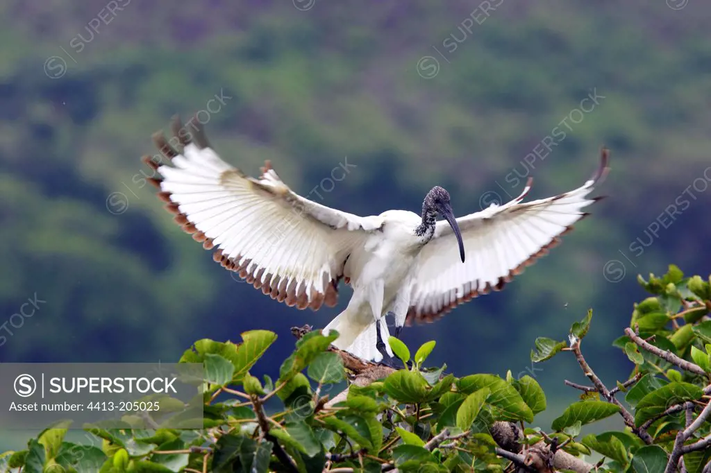 Sacred ibis alighting upon a tree Ethiopia
