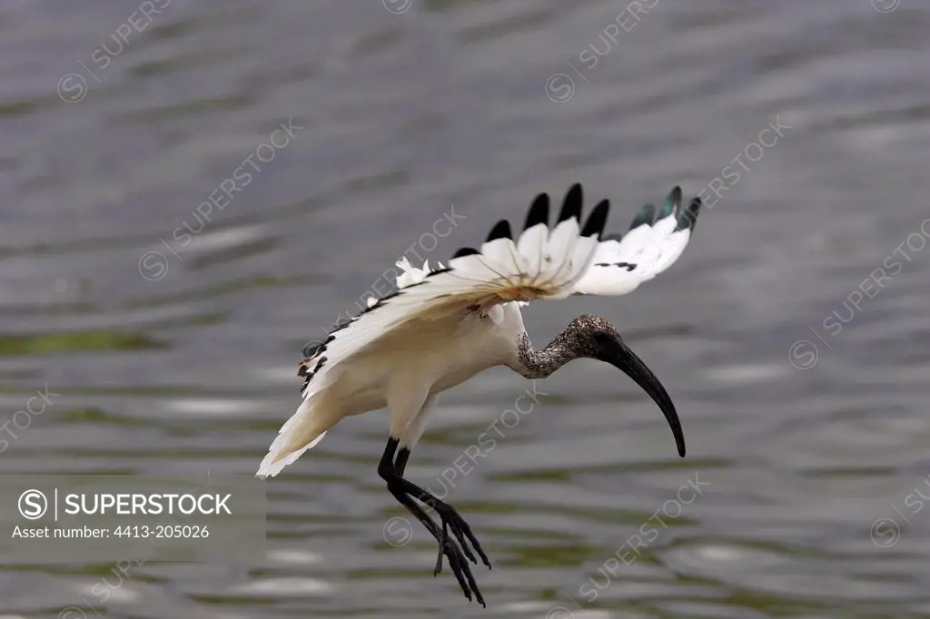 Sacred ibis alighting Ethiopia