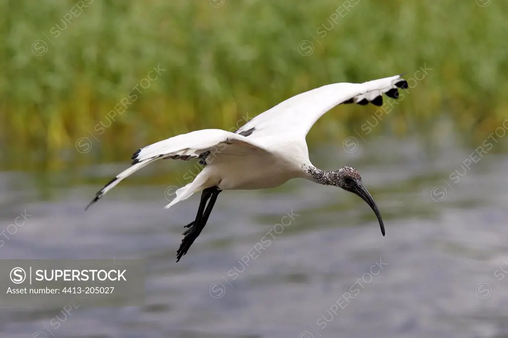 Sacred ibis in flight Ethiopia