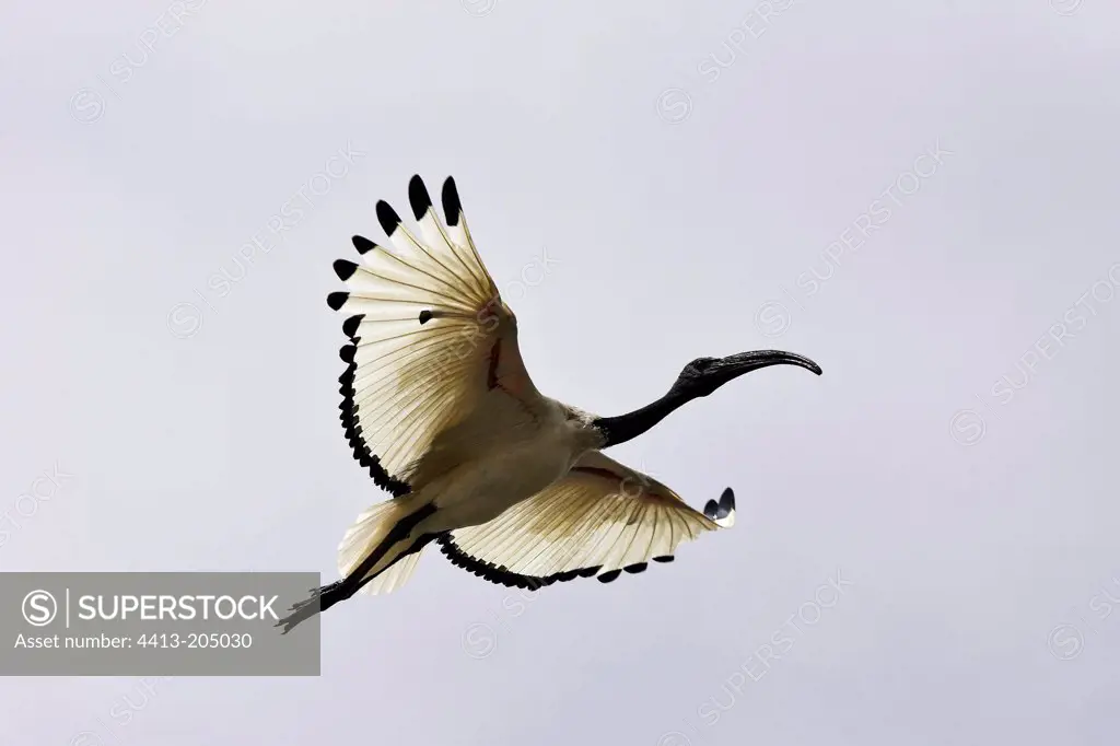 Sacred ibis in flight Ethiopia