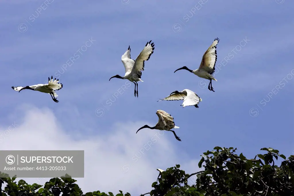Sacred ibises in flight Ethiopia