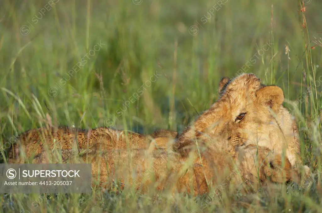 Lion cubs playing in grass Masaï Mara Kenya