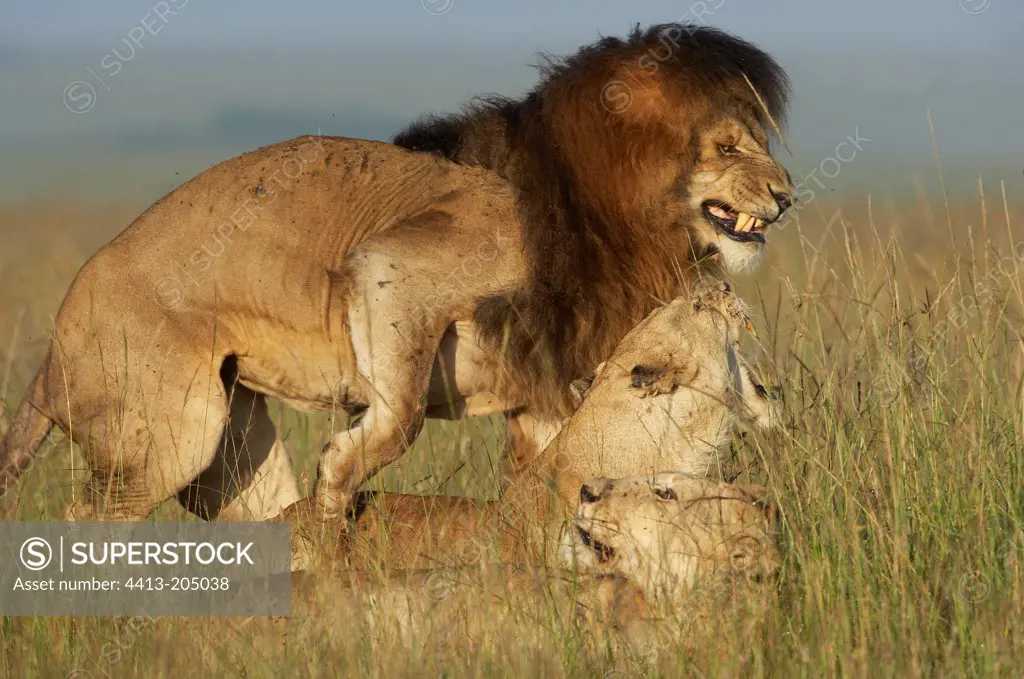 Agressive lioness towards a male wich want to mate Kenya