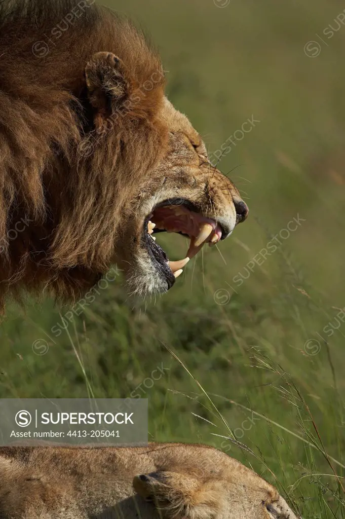 Portrait of a Lion male mating Masaï Mara Kenya