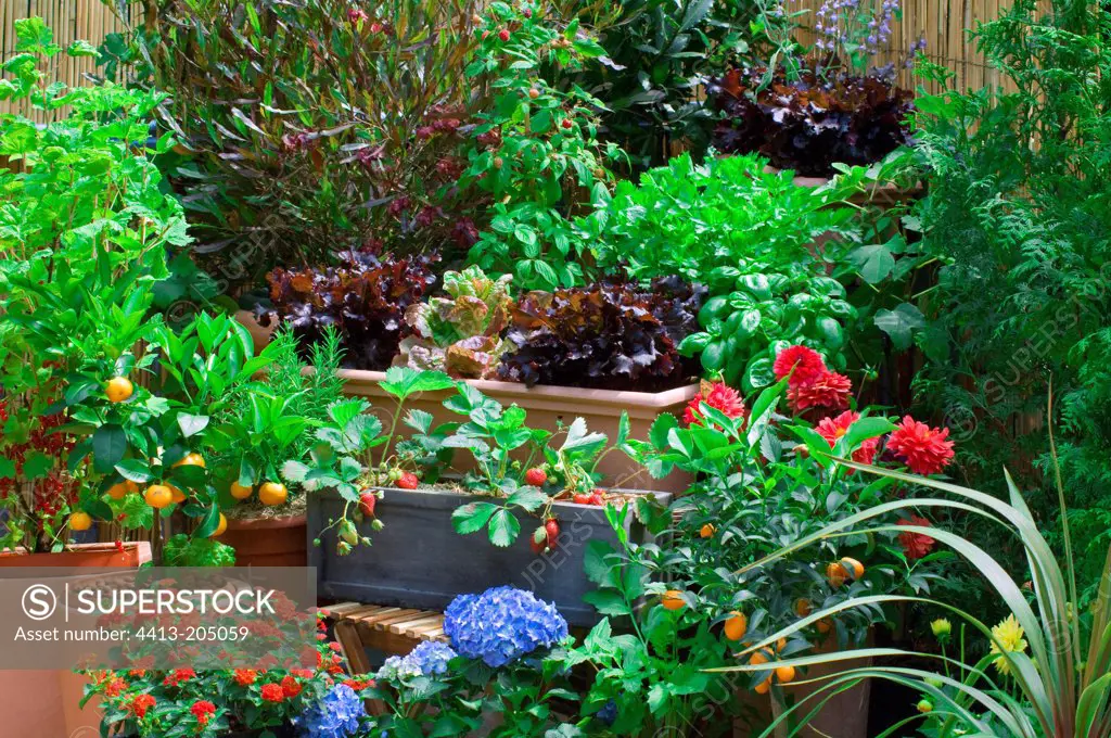 Flowered garden terrace with vegetables and fruits