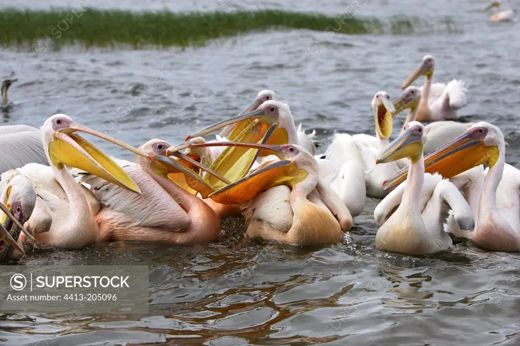 Great White Pelicans begging for fish Ethiopia