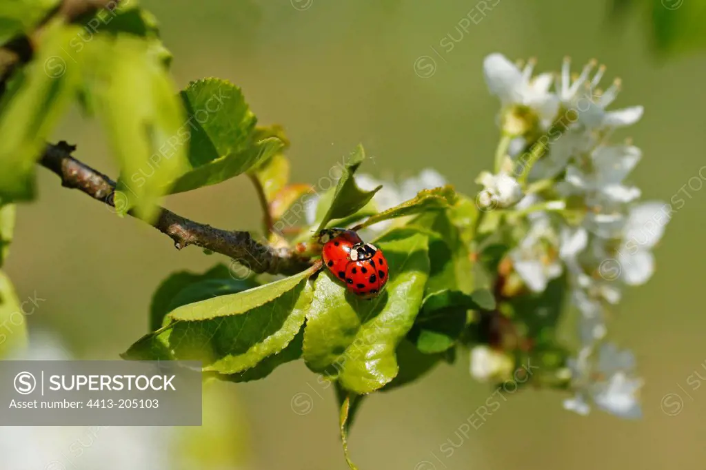 Couple of Asian Beetle on a shrub France