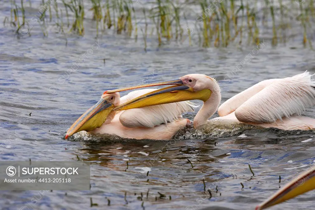 Great White Pelicans competing for fish Ethiopia
