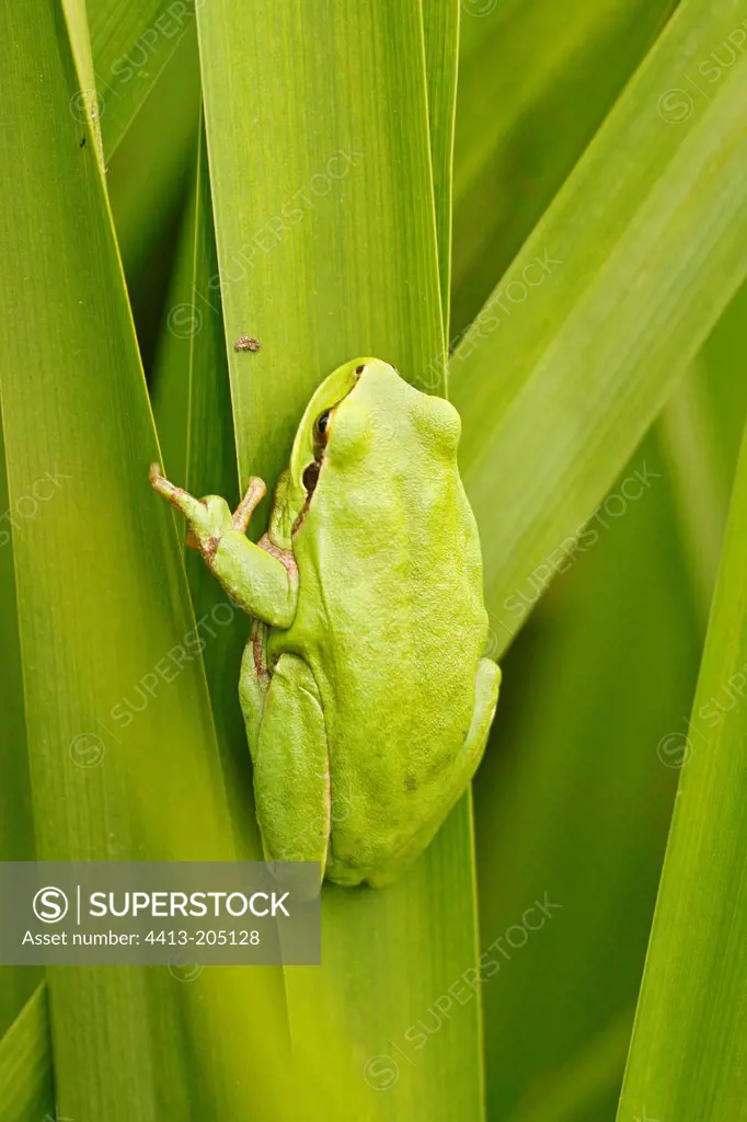 Treefrog on a piece of reed France