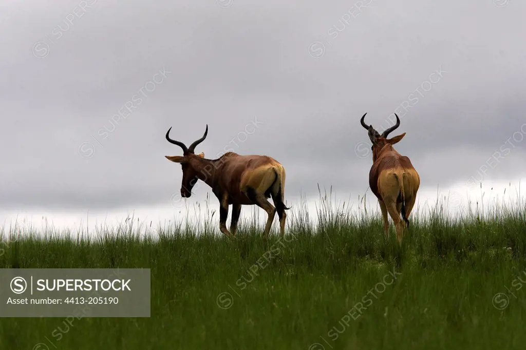 Swayne's Hartebeests walking in savanna Ethiopia