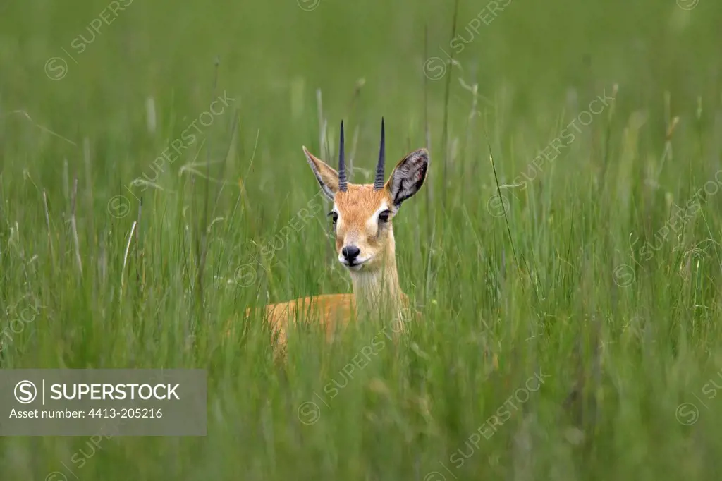 Male Oribi in high grass Ethiopia