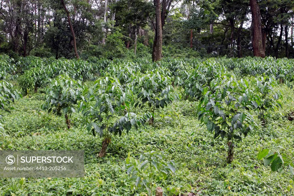 Coffee plantation South of Awassa Ethiopia