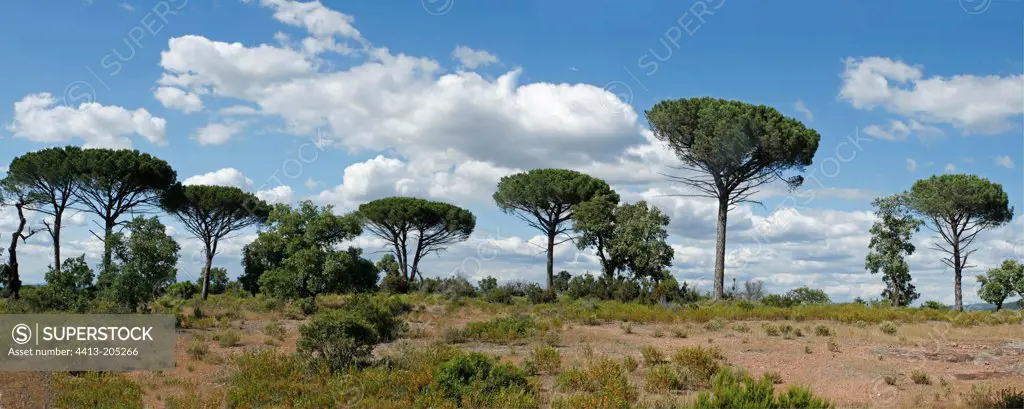 Panorama of the Plaine des Maures with Italian stone Pines