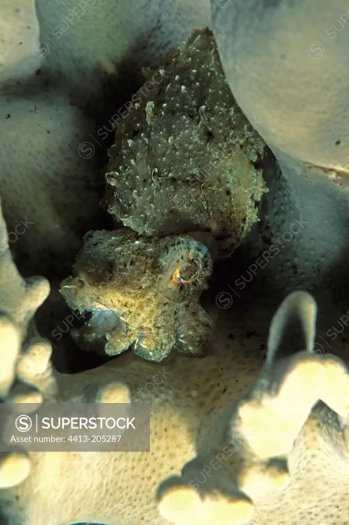 Little Hooded Cuttlefish Manado Celebes Sea Indonesia